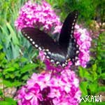 My Garden Butterfly