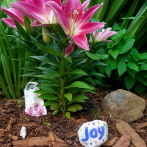 Kayla's Joy Lily