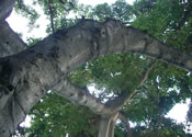Moana Banyan Tree