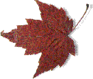 larger red leaf